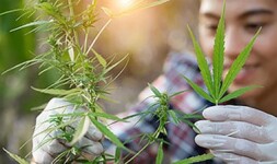 Lewis Online Courses Cannabis Cultivation and Processing for Lewis University Students in Romeoville, IL
